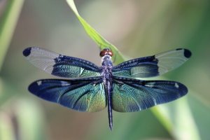 Die Metamorphose der Libelle: Wissenswertes