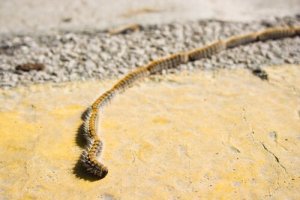 Wie ist die Raupe des Pinien-Prozessionsspinners?