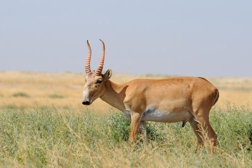 Die Saigaantilope ist stark gefährdet - durch die Klimaerwärmung.