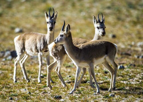 Die Tibetantilope lebt in Herden