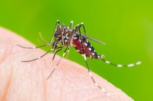 Insekten als Krankheitsüberträger