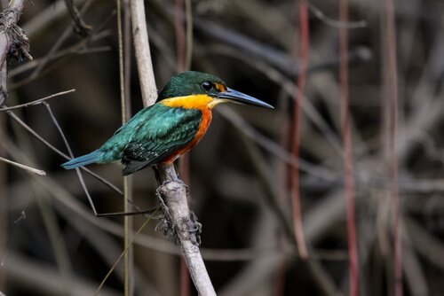 Erzfischer sitzt auf einem Ast