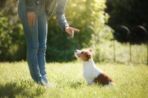 Warum ist die Erziehung von Hunden wichtig?