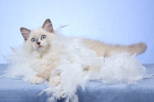 Fellwechsel bei Katzen: 5 Dinge, die du wissen solltest
