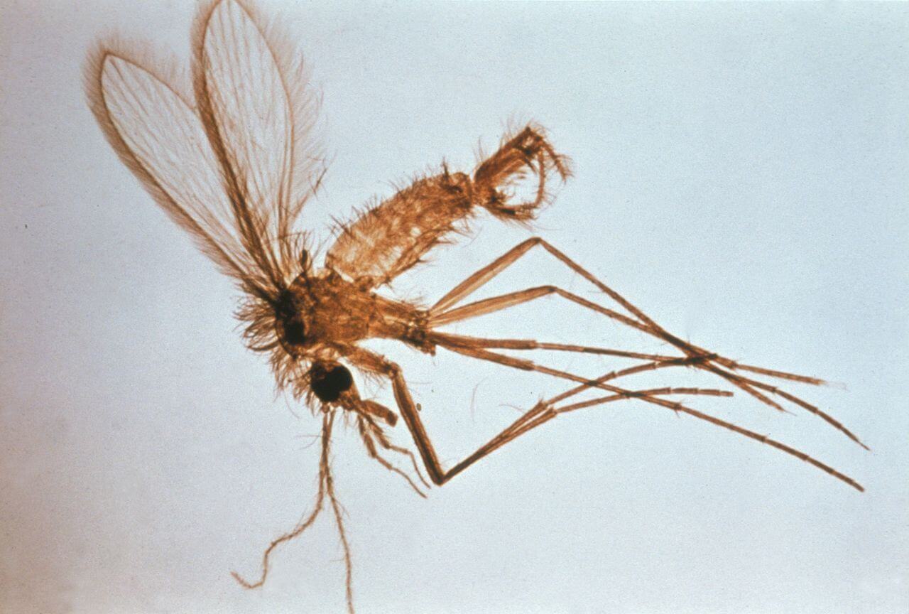 Sandfliege
