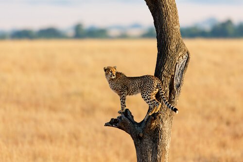 Gepard auf Baumstamm