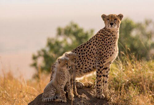 Gepardenmutter mit Jungen