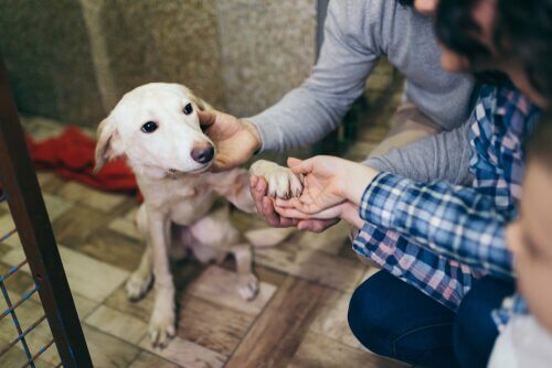 Geretteter Hund im Tierheim