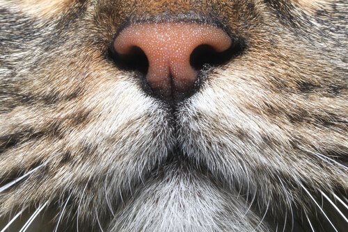 Geruchssinn von Katzen: ein starkes Organ