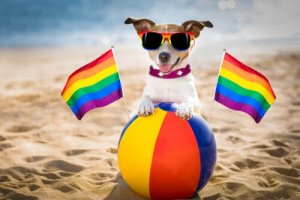 Gibt es homosexuelle Hunde? Alles Wissenswerte!