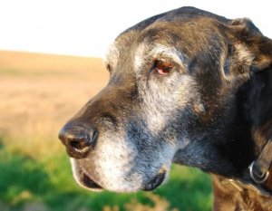 Graue Haare bei Hunden: Ursachen und Tipps