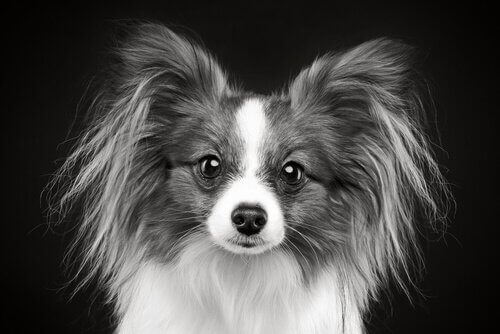 Graue Haare bei jungen Hunden