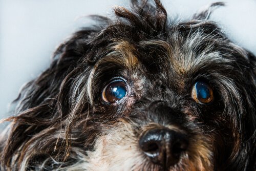 Grüner Star bei Hunden: Symptome und Behandlung