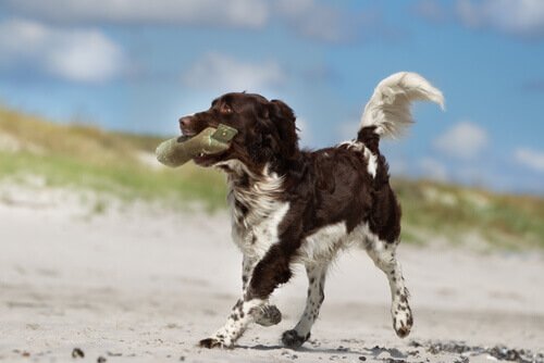 Hund am Strand