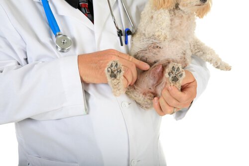 Hund beim Tierarzt