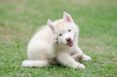Hund kratzt sich