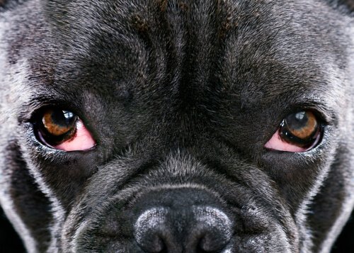 Hund mit entzündeten Augen