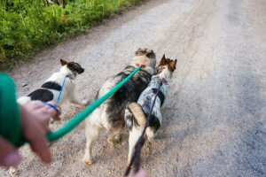 6 Tipps für Hunde-Spazierführer