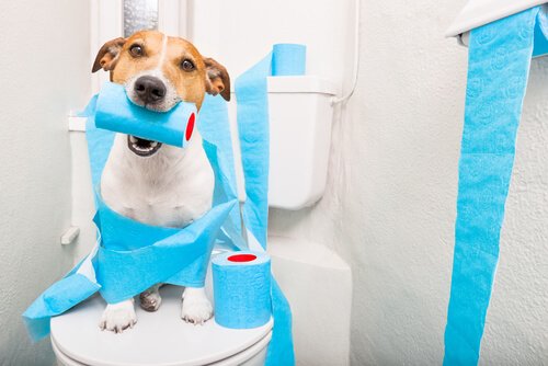 Wie bringe ich meinem Hund Hygienegewohnheiten bei?