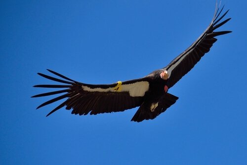 Kalifornischer Kondor im Flug