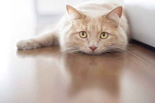 Katze liegt auf der Lauer