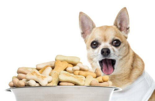 Kohlenhydrate in Trockenfutter für Hunde und Katzen Deine Tiere