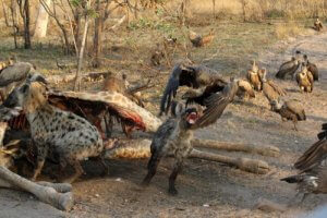 Kleptoparasitismus: Beispiele und Kuriositäten