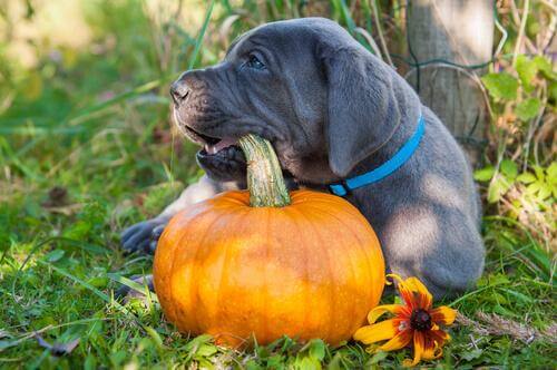 Kürbis in der Hundeernährung: er liefert Vitamin A.