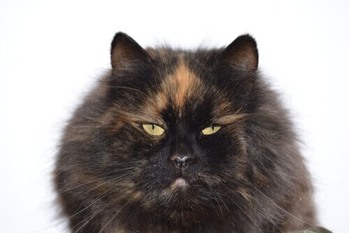 Legende der Schildpattkatze