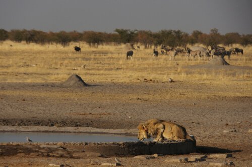 Löwe in der Wüste