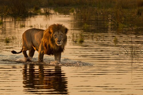 Löwen aus Namibia, die im Meer jagen