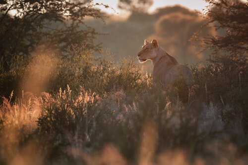 Löwin aus Namibia