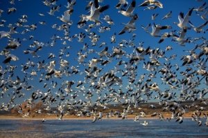 Massenmigrationen in der Tierwelt