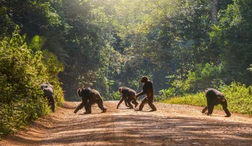 Menschenaffen reagieren auf Kamerafallen. Dabei unterscheidet sich die Reaktion von Schimpansen und Bonobos.