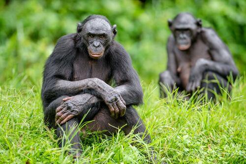 Menschenaffen Reagieren Auf Kamerafallen - Deine Tiere