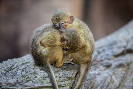 Merkmale der Zwergmeerkatze