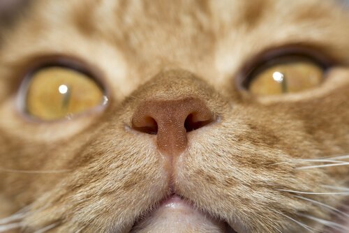 Nase einer Katze