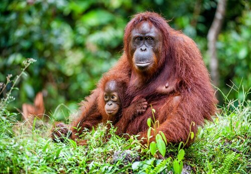Orang-Utan Mama und Baby