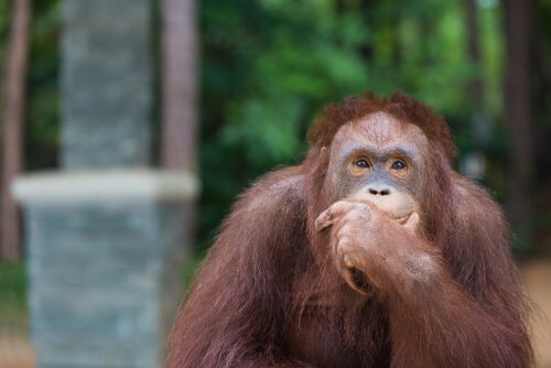 Wie der Orang-Utan einen Haken benutzt