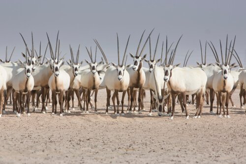 Oryx Herde