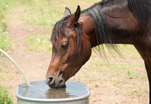 Pferde im Sommer mit ausreichend Wasser versorgen
