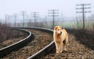 Rettung einer Katze oder eines Hundes: 7 wichtige Tipps