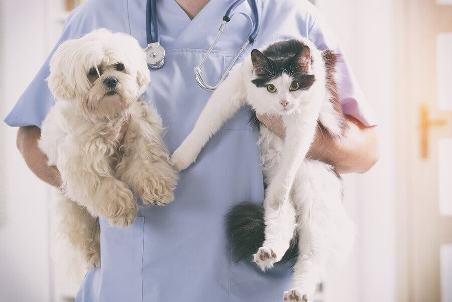 Rettung einer Katze oder eines Hundes: tierärztliche Untersuchung