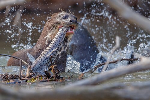 Riesenotter bei der Jagd