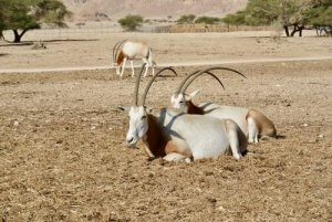 Säbelantilope: ein Bewohner Nordafrikas