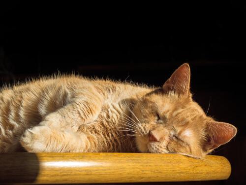 Es gibt noch einiges über die Schlafphasen von Katzen zu entdecken.