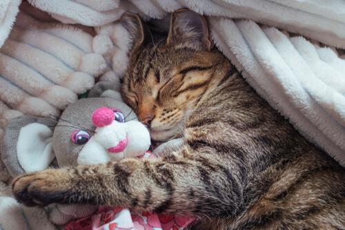 Interessantes über die Schlafphasen von Katzen