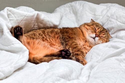 Die Schlafphasen von Katzen ähneln denen des Menschen.
