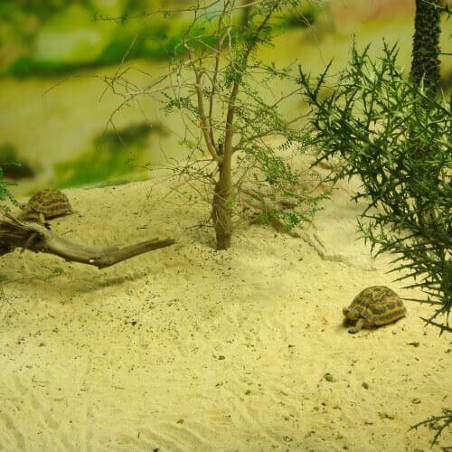 Schnupfen bei Schildkröten in einem überfüllten Terrarium.