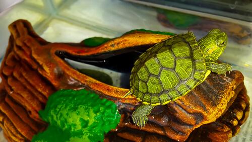 Schnupfen bei Schildkröten betrifft häufig Wasserschildkröten.